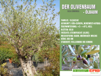 ERB Olivenbaum.png